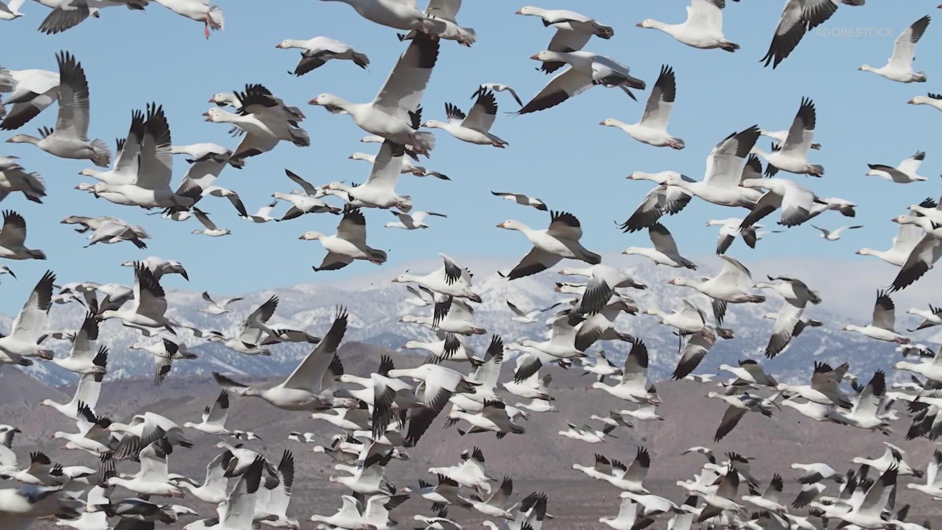 The Washington Department of Fish and Wildfire said waterfowl hunting season, which includes snow geese, was open as of late January.