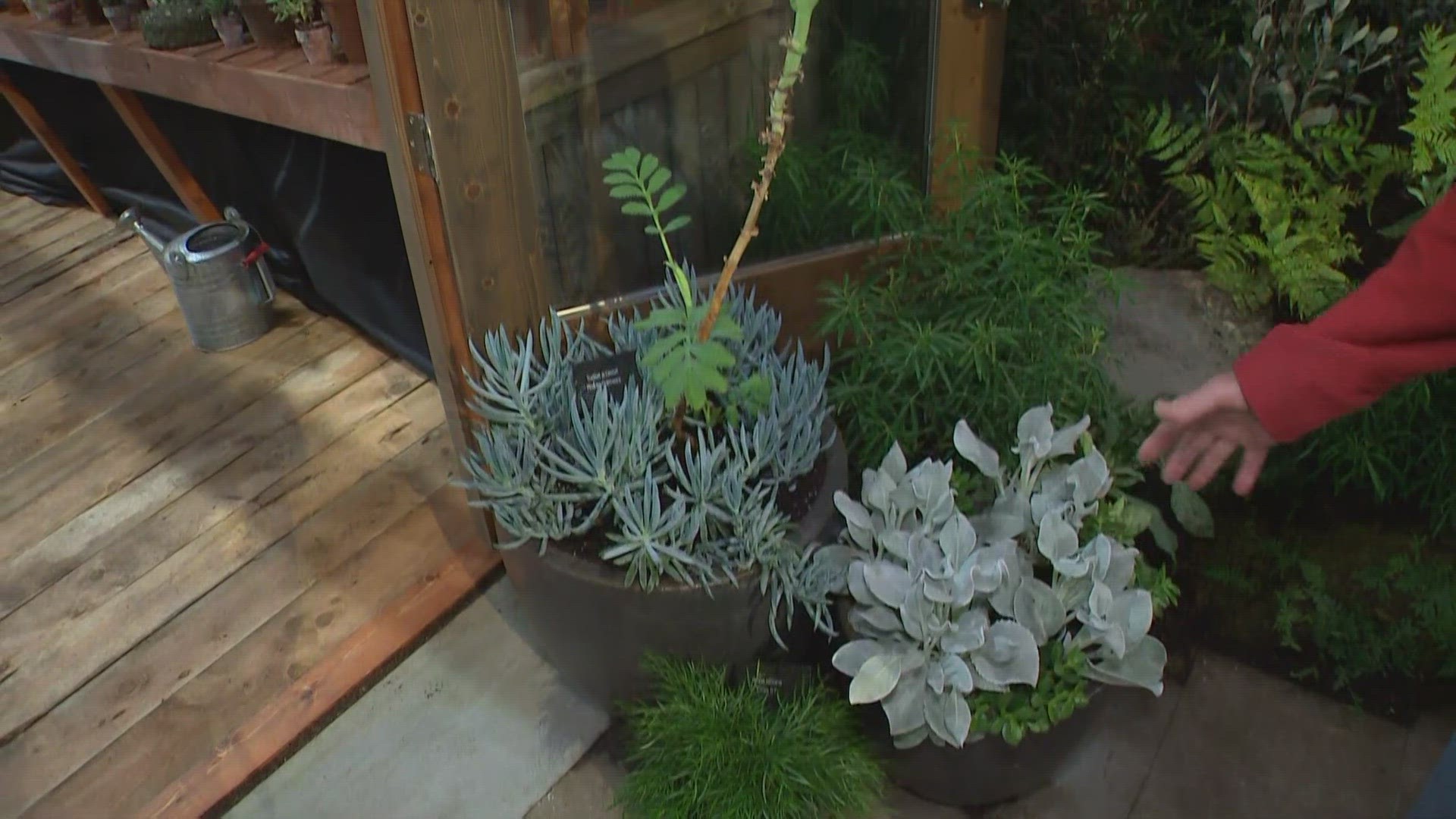 Gardening expert Ciscoe Morris discusses using potted plants to maximize space and answers a viewer question about pruning a cherry tree for the first time