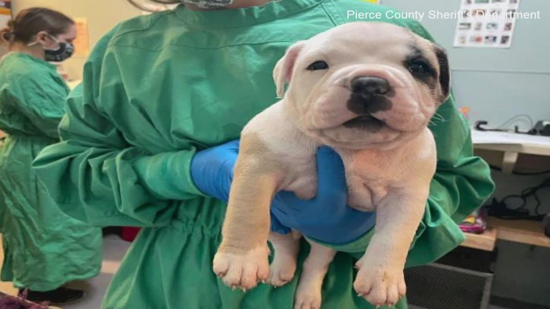 Twenty-three dogs that were seized in an animal cruelty investigation in Pierce County are ready to find their forever homes.