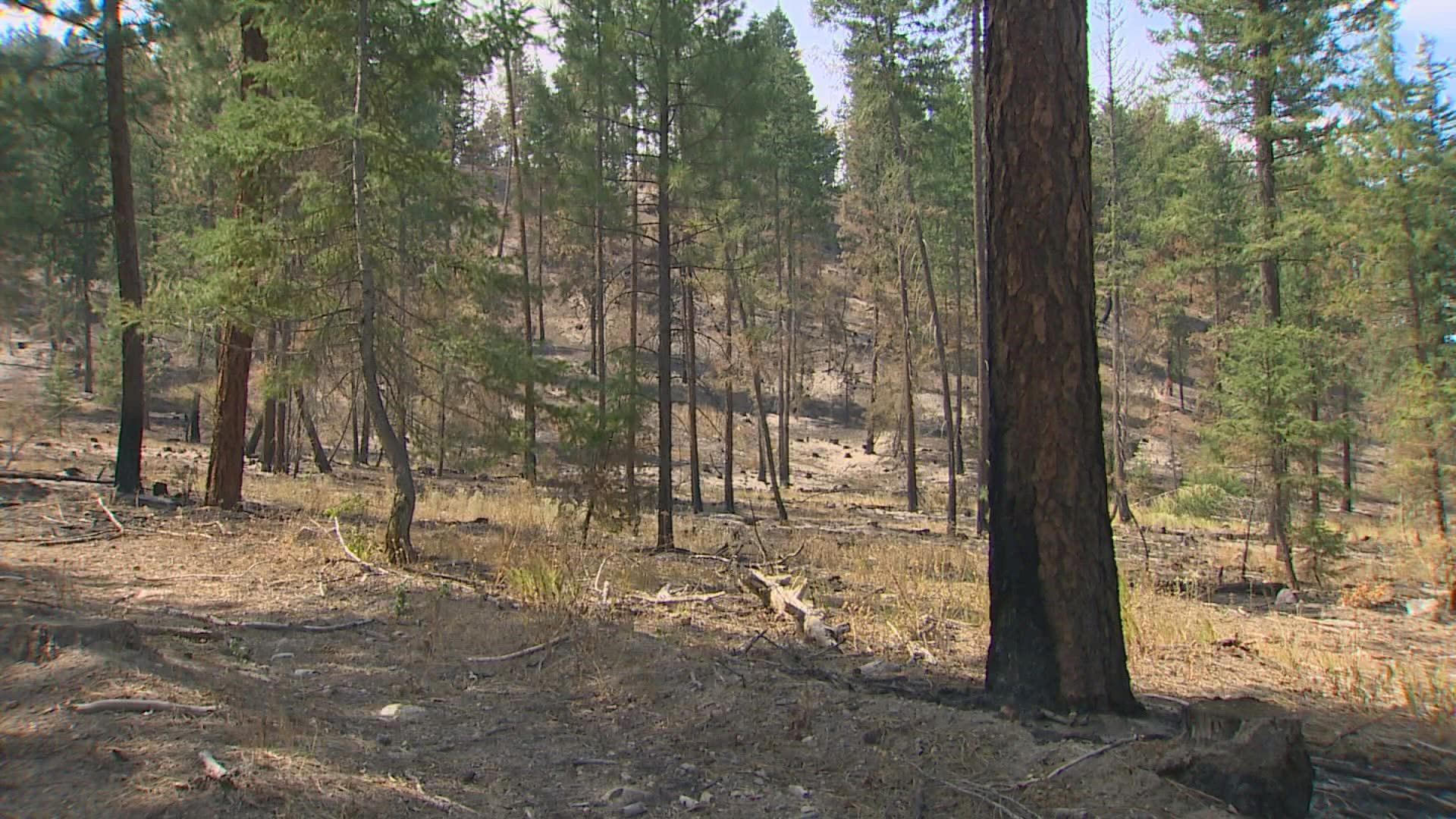 Experts with the state's Department of Natural Resources are treating acres of forests in an effort to make them healthier and more fire resistant.