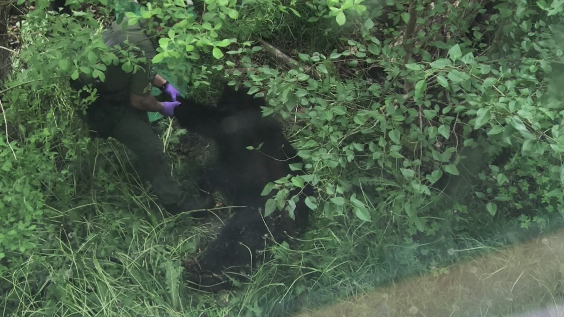 Lacey police said an officer shot and killed a bear running through a neighborhood Saturday morning to protect the public.