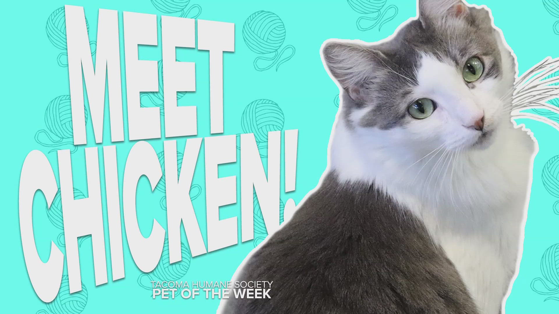 This week's featured adoptable pet is Chicken!