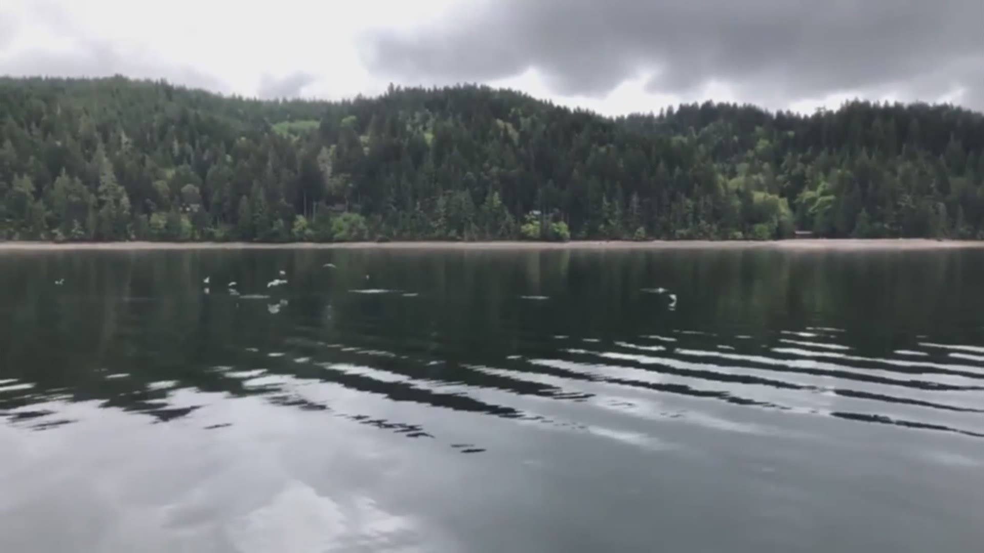 Puget Sound Express whale watching tour discovered a pod of transient orcas in Puget Sound on April 30. Footage taken by Renee Beitzel captured the audio of the T65A pod vocalizing after a suspected kill.