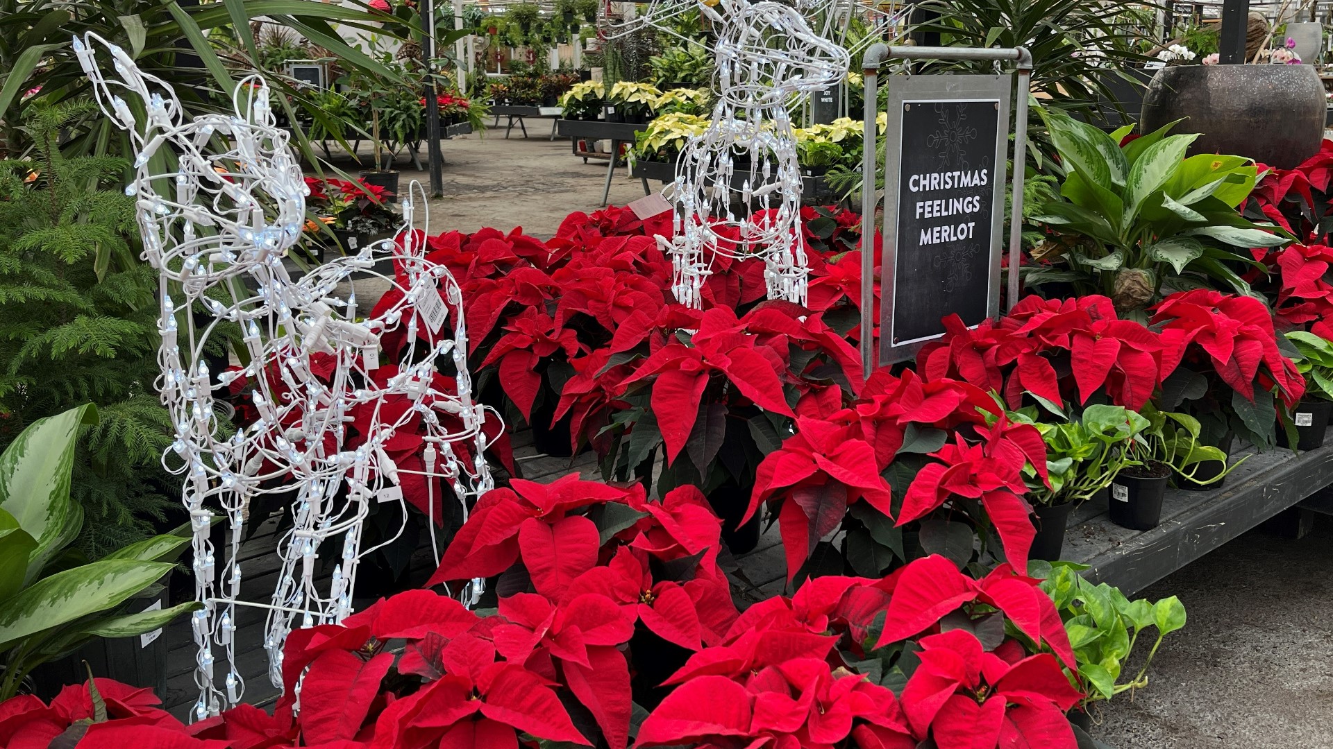 The garden and home center has gifts for everyone on your list. Sponsored by Molbak's.