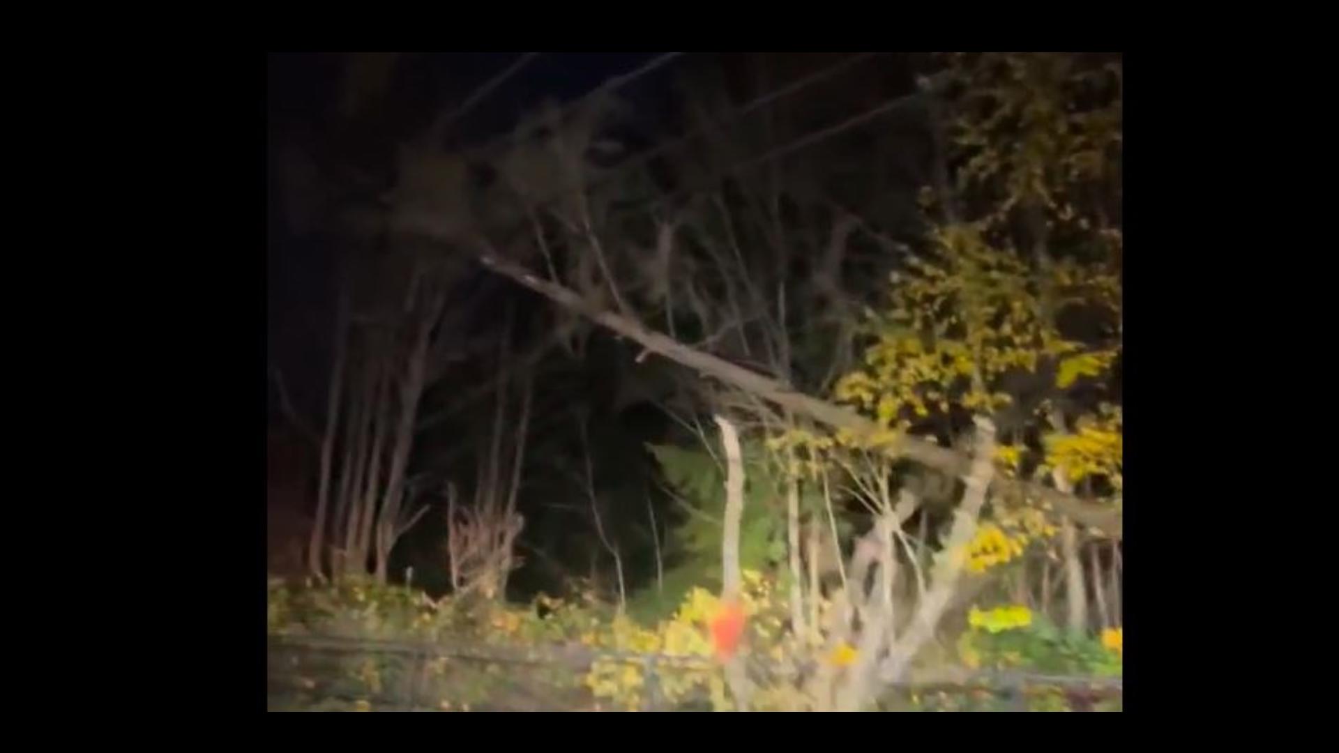 One of several trees that fell early on in a powerful storm that began Nov. 19.