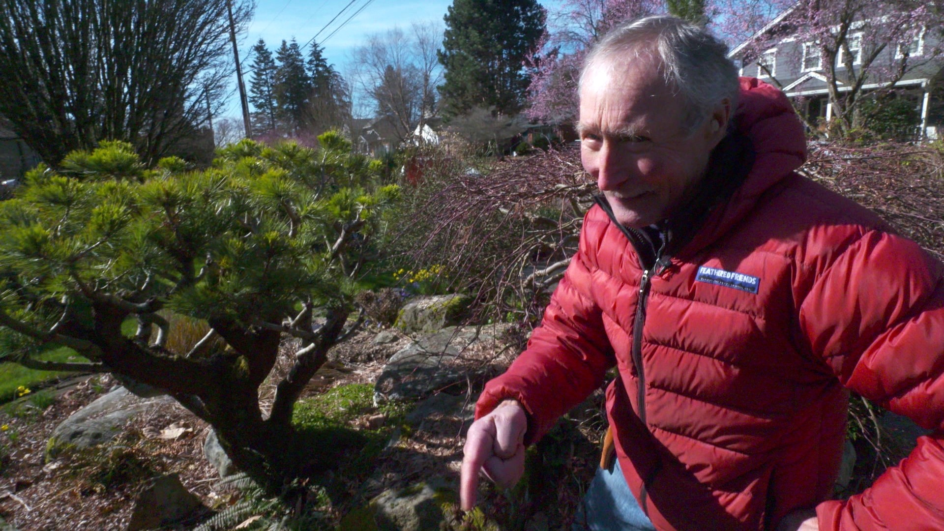 The Seattle gardening expert attempted to save a rare variety of rhododendron that had been planted in the wrong spot, not once, but twice. #k5evening