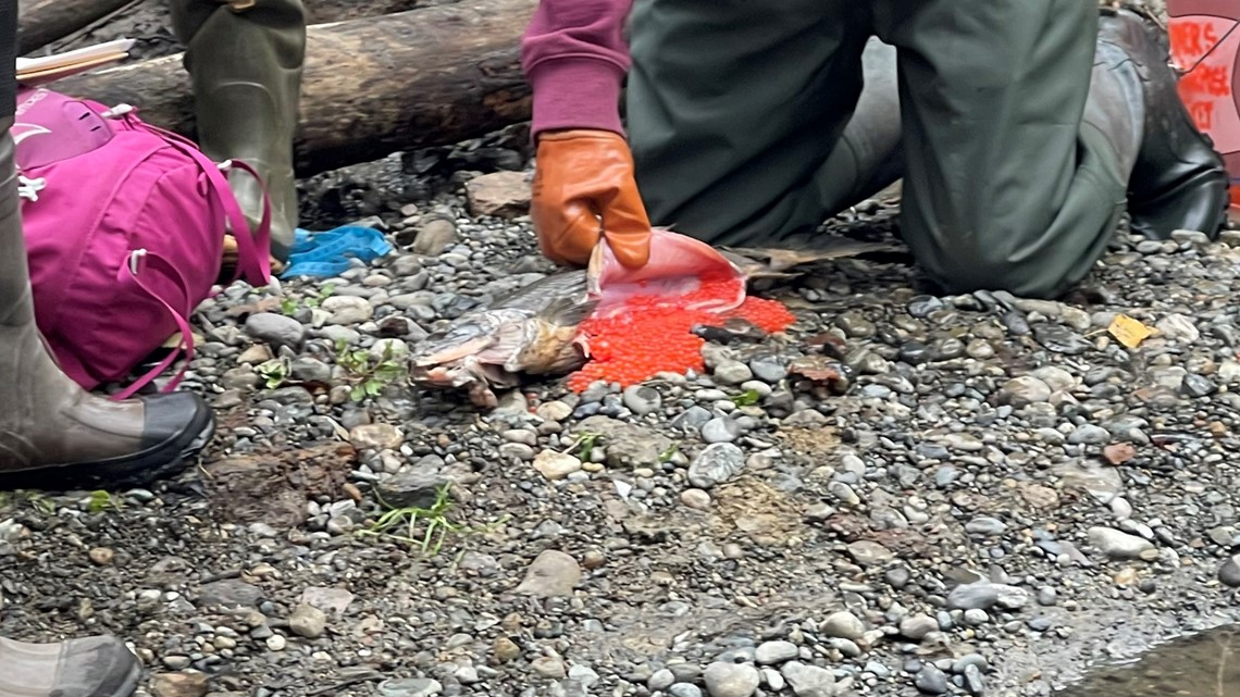 Scientists studying cause of death of Coho salmon