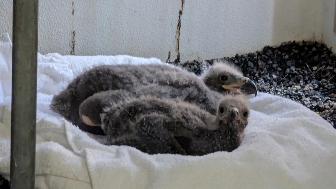 Rescuers help orphaned eagle chicks find new nest in Wenatchee | king5.com