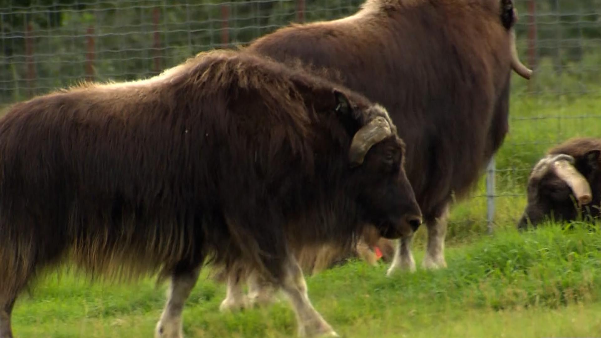 Hannah Corrall takes care of some of the Arctic's oldest species. #k5evening