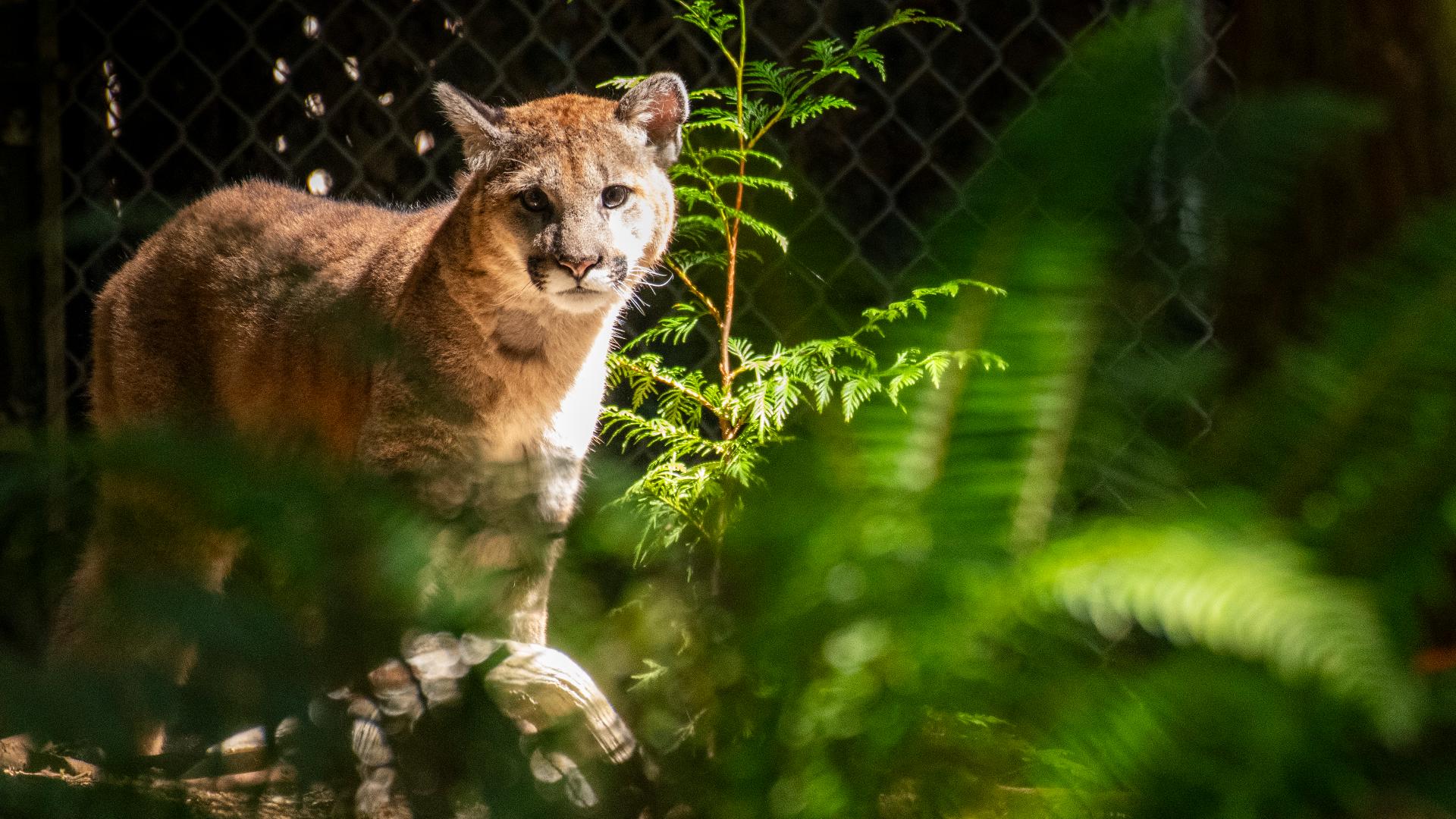 Two rescued cougar cubs adapt to their new home at Northwest Trek Wildlife Park. #k5evening
