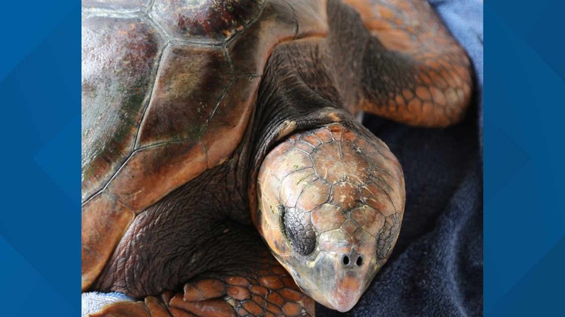 Cold-stunned loggerhead turtle found in Oregon now recovering in Washington - Vimarsana News