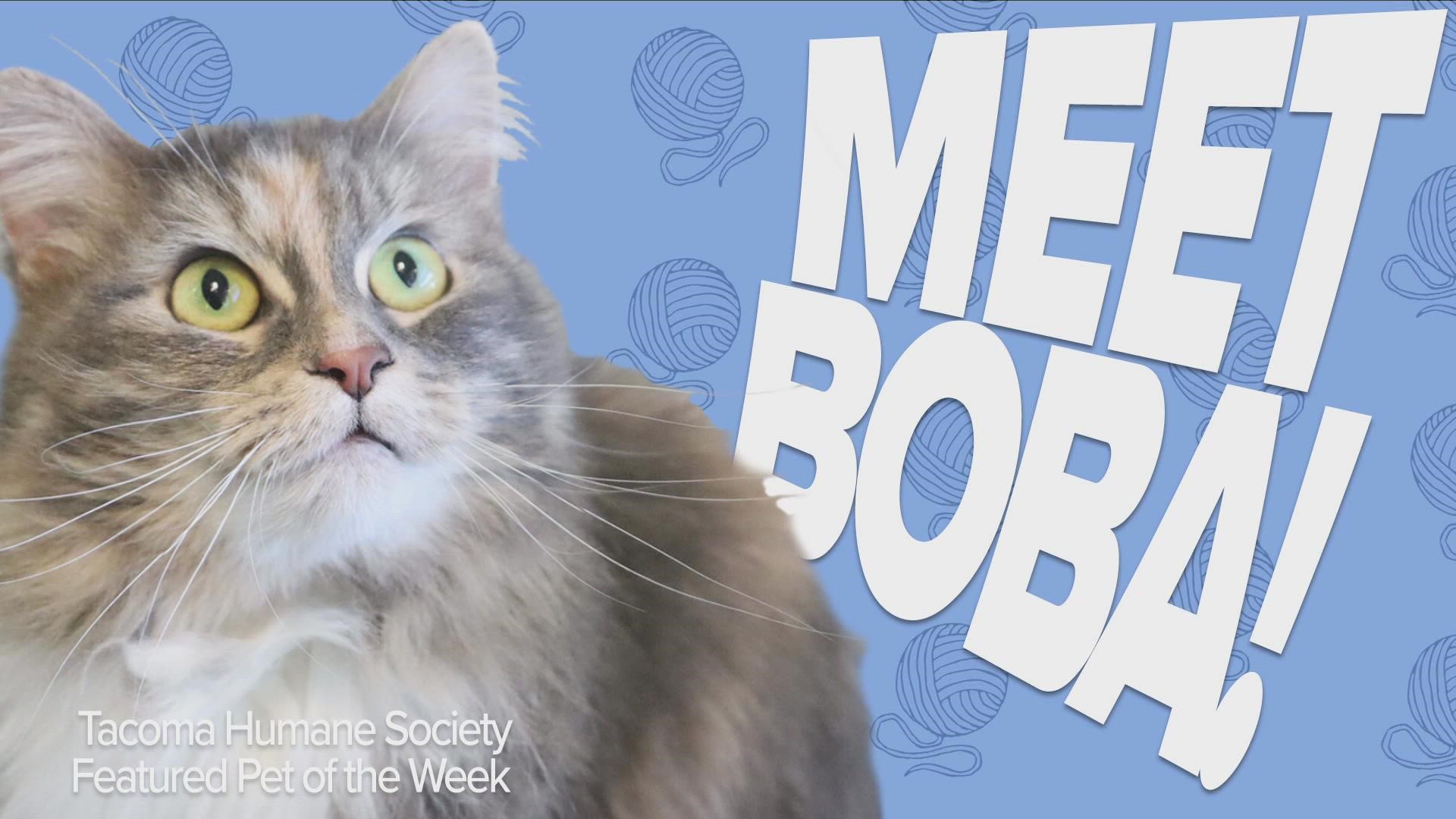This week's featured adoptable pet is Boba!
