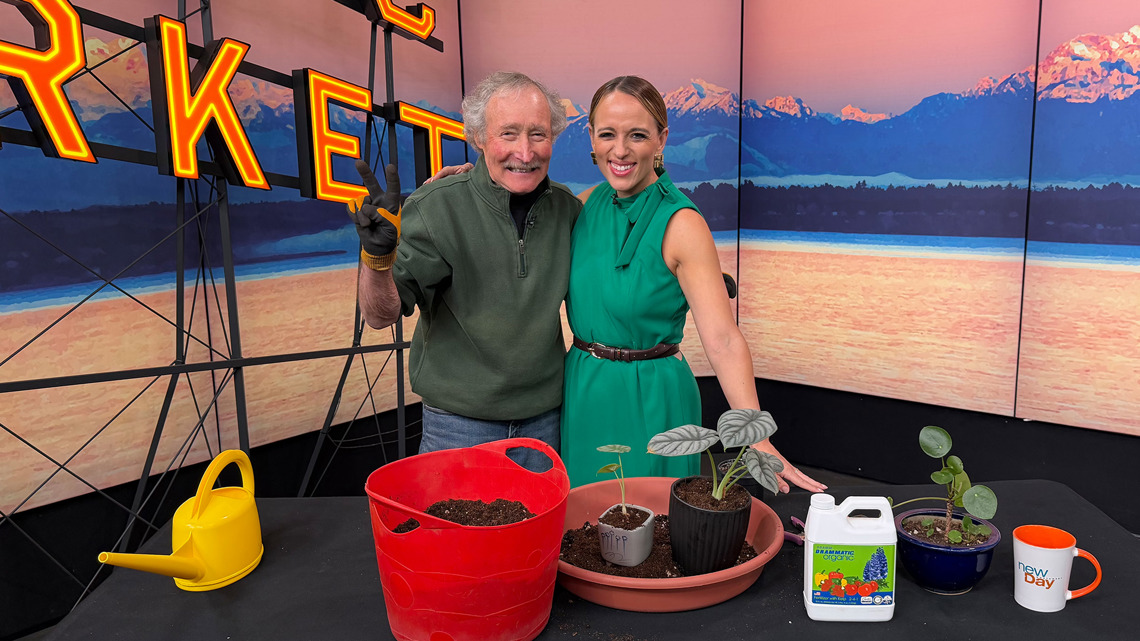 Tips for transplanting your growing houseplant - New Day NW