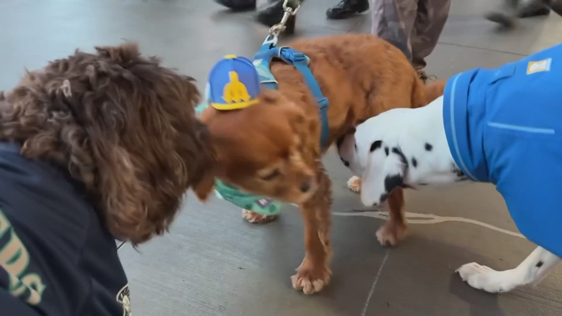 Are Dogs Allowed on Trains: Know the Rules Now!