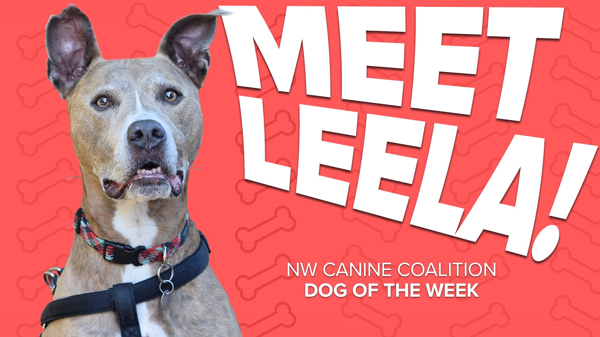 This week's rescue of the week is 9-year-old Leela!