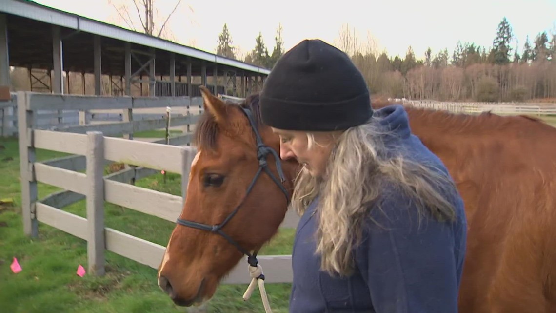 Horses seized from Pierce County property recovering - Vimarsana News