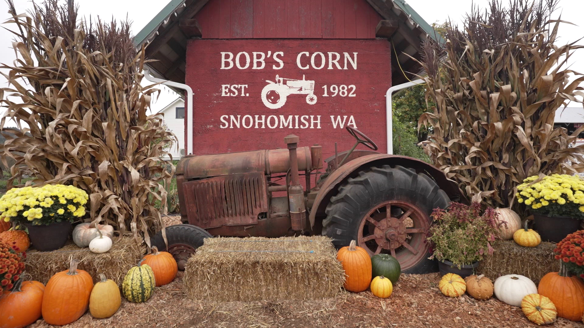 Owner Bob Ricci took his family's dairy farm and transformed it into this fall destination in Snohomish. #k5evening