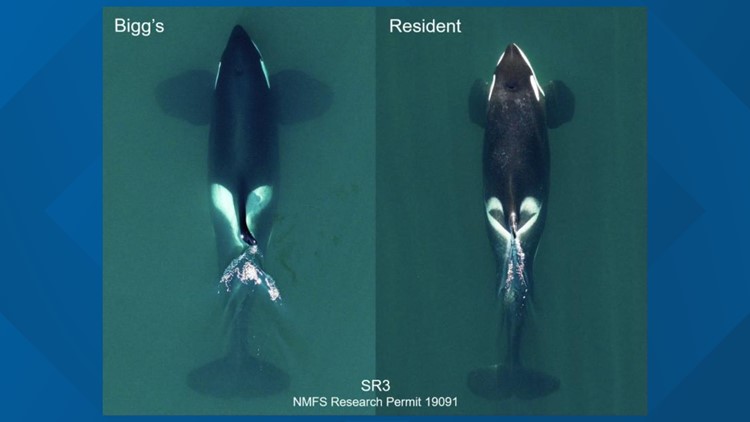 New report separates species of killer whales | Seattle | king5.com