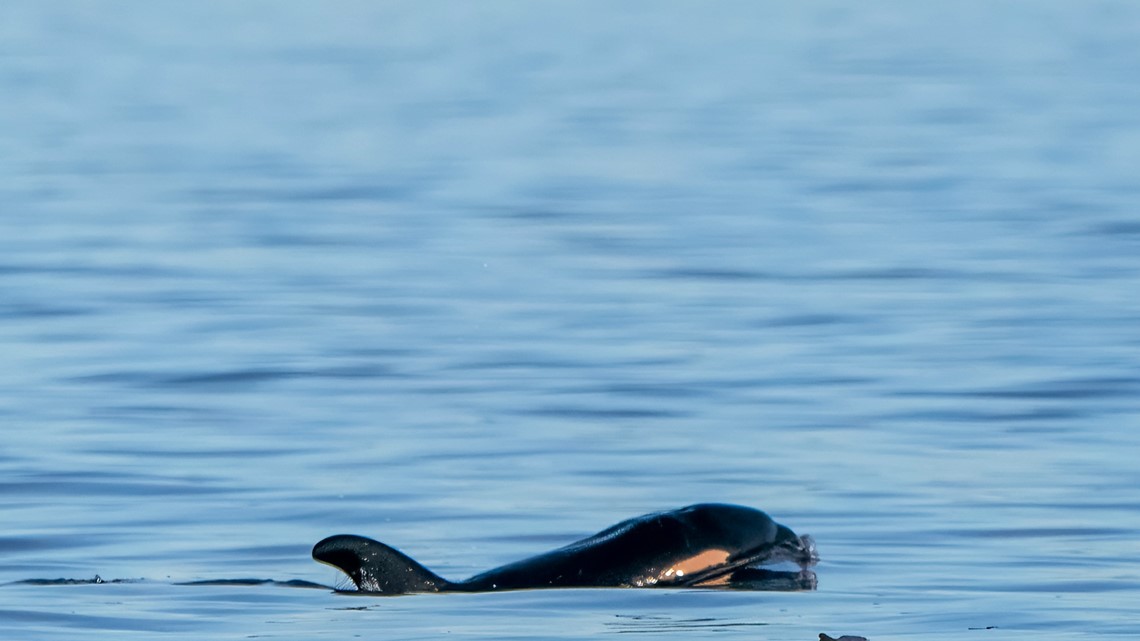 J Pod orca calf feared dead after being reported missing during recent encounter - Vimarsana News