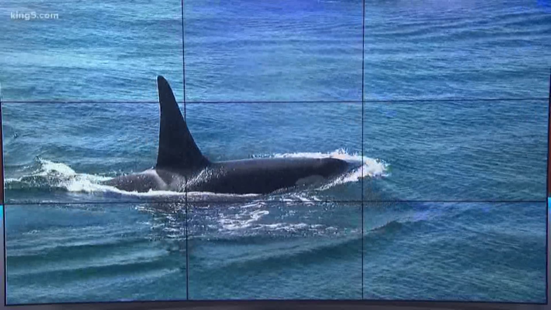 The Center for Whale Research declared three more Southern Resident killer whales dead on August 6, 2019. That brings the total population down to 73. KING 5's Alison Morrow reports with orca expert Ken Balcomb.