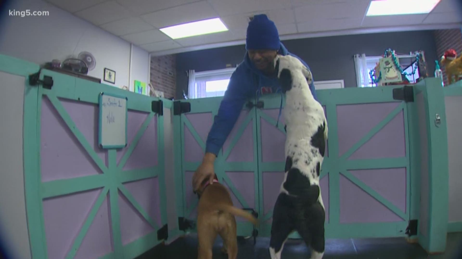 A Tacoma business owner is caring for two dogs that a homeless man surrendered in order to move into a shelter after his tent was banned from People’s Park.