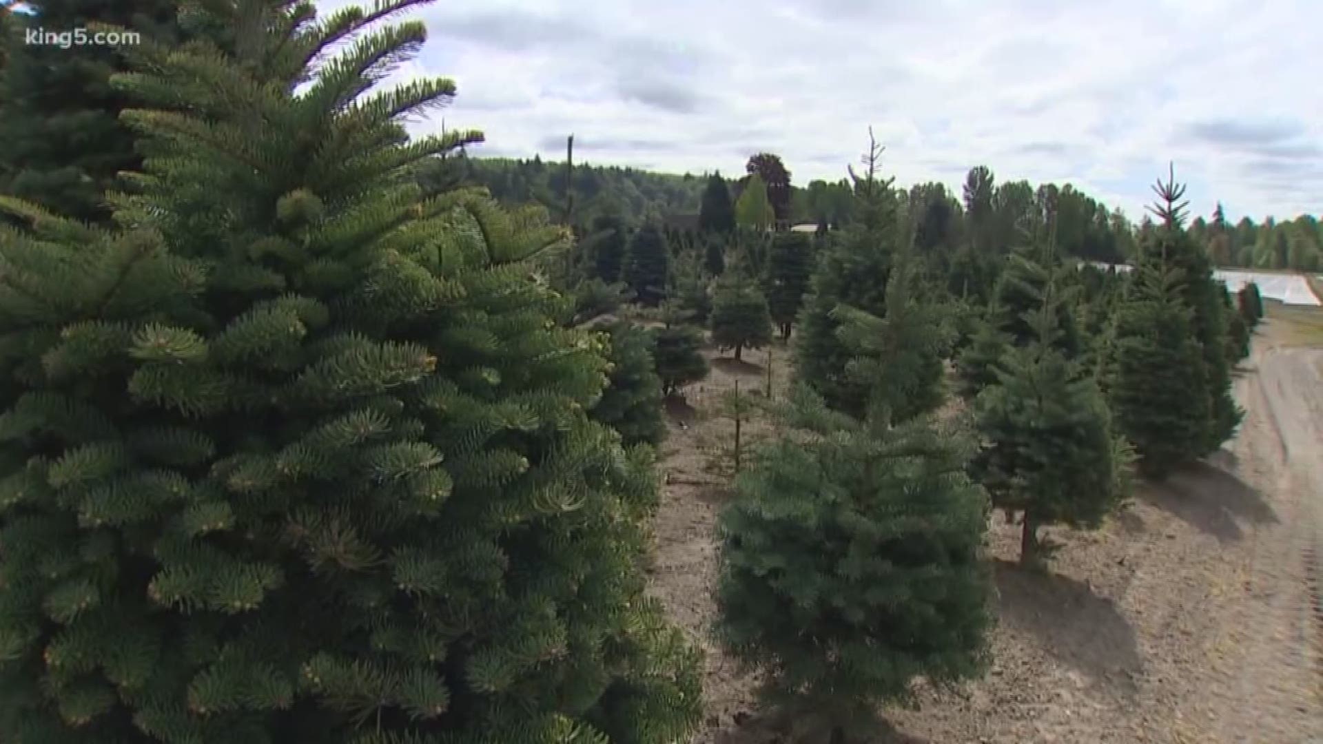 Here in the Pacific Northwest, we have some of the best soil for farming. In Eastern Washington, we grow world famous grapes for wine. It's also know as the hops capital of the world. We have local vegetable farms, dairy farms and so on. In this Pride of the PNW, Jordan Steele showcases one of the last large Christmas tree farms in Pierce County.
