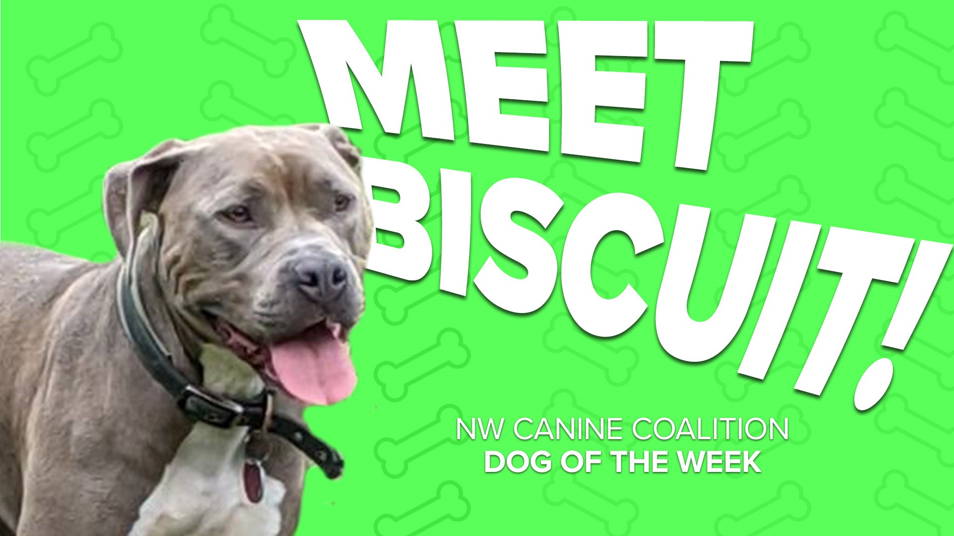 This week's featured canine rescue is two-year-old Biscuit!