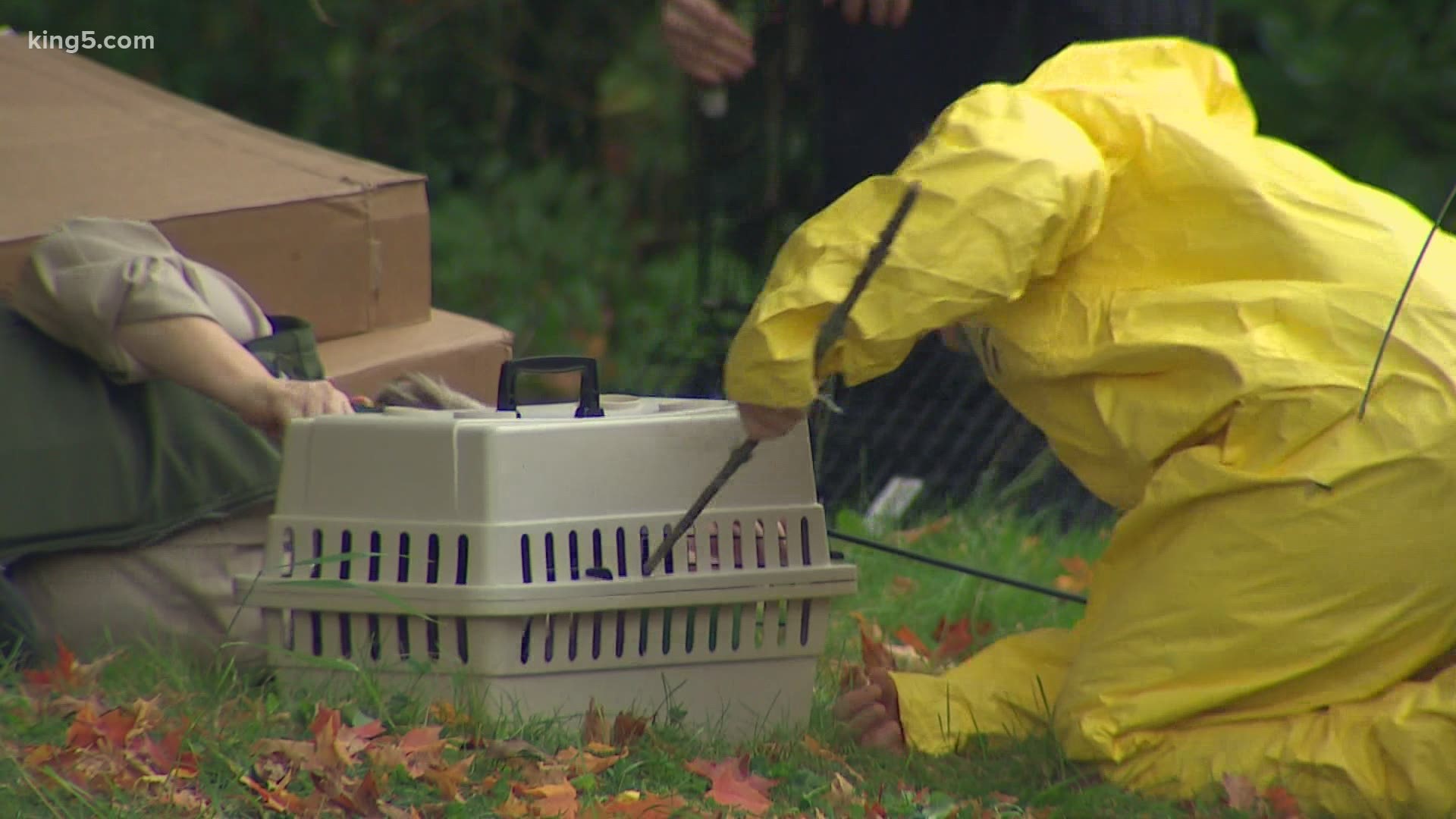 The city discovered more than 200 live animals in the home. Dozens of dead animals were also found on the Seattle property.