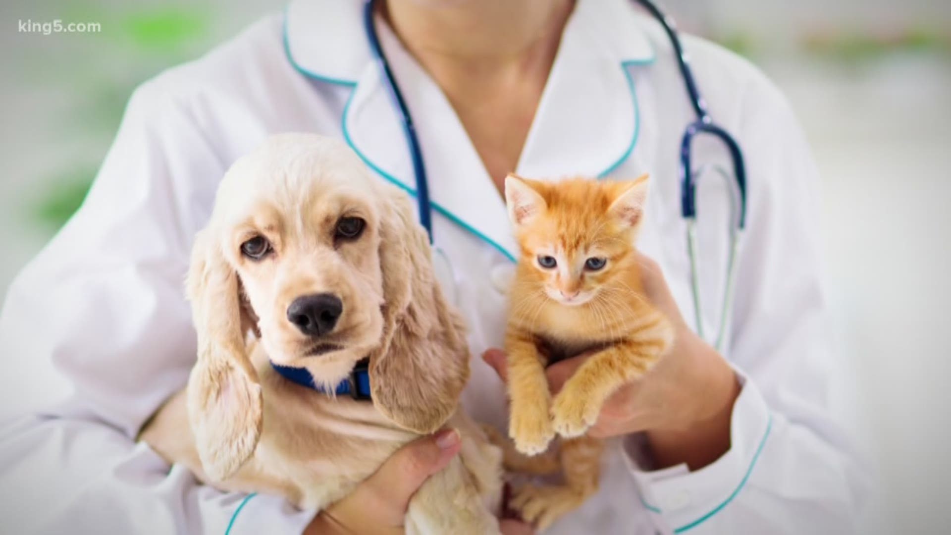 An article online says a Chinese scientist claims pets can catch coronavirus, but is it true?