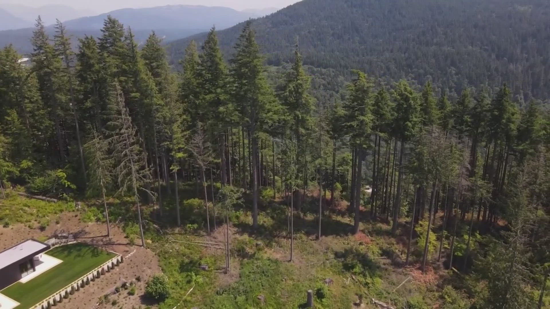 King County is suing Issaquah homeowners for illegally cutting over 140 trees in Grand Ridge Park, a move that a forest expert calls "entitled."