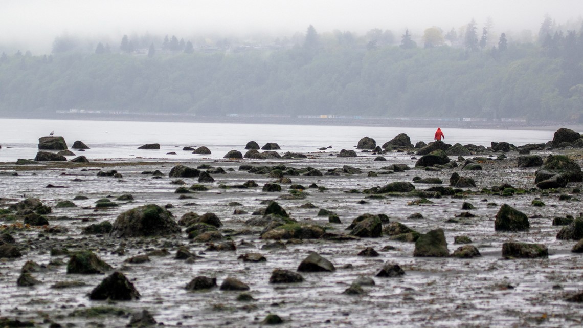 Low Tide Forecast For Western Washington | King5.com