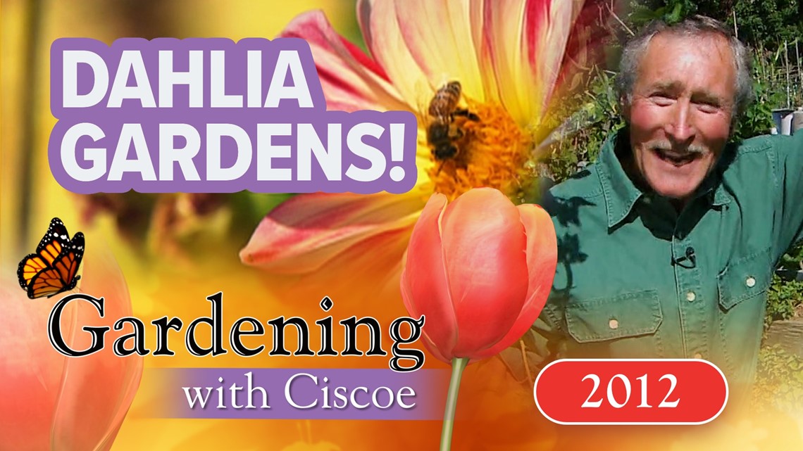 DAHLIA GARDENS! Inside a SeaTac Flower Haven! Gardening With Ciscoe