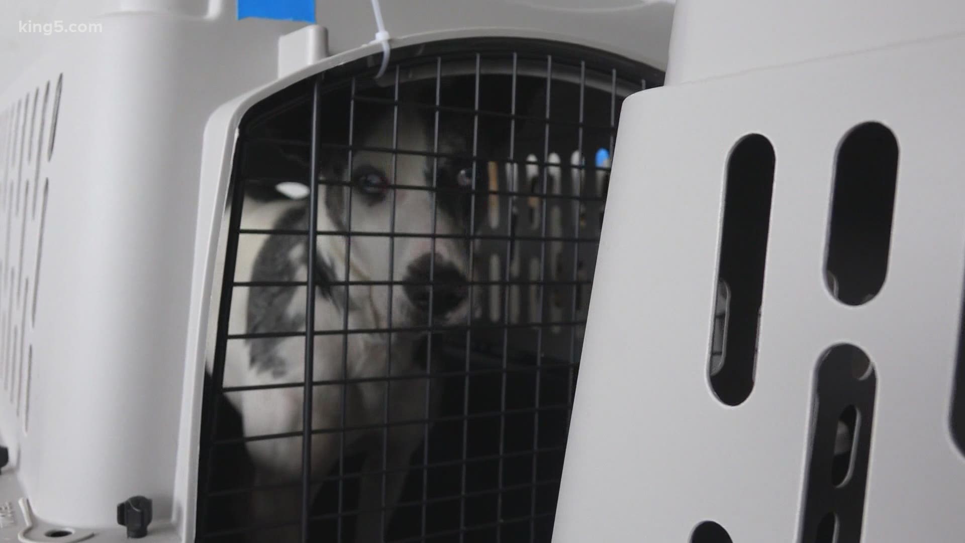 The Maui Humane Society worked with Greater Good Charities and Wings of Rescue to send over 600 pets to the mainland on the "Paws Across the Pacific" flight.