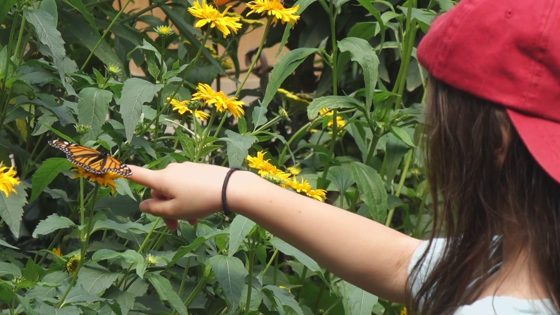 More than 75% of flowering plants require pollination and Woodland Park Zoo provides guests with information on how they can help the decline of some species.