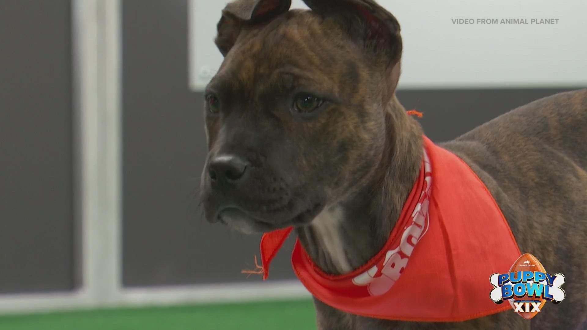 Boxer pup from Seattle will play in this year's Puppy Bowl! 