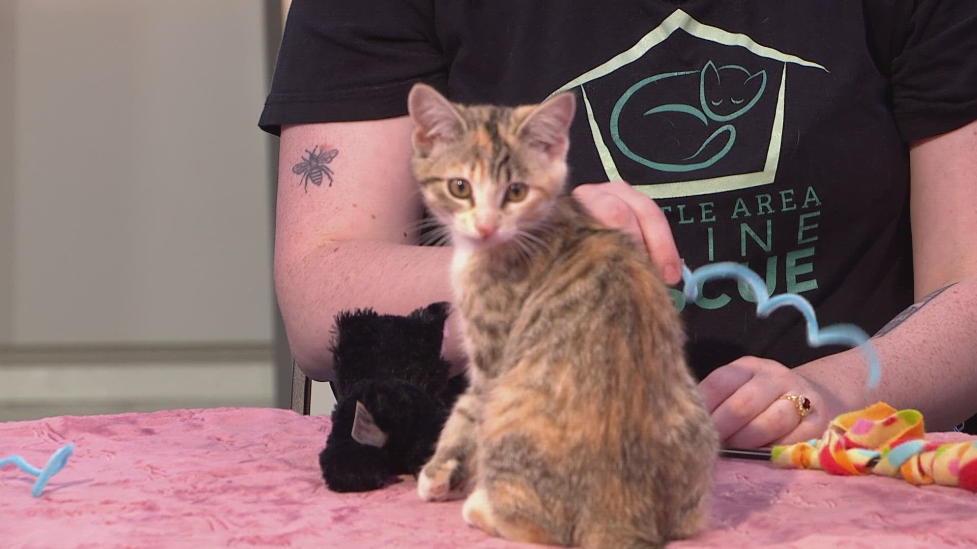 Nine-week-old kitten "April" made her KING 5 debut as one of many animals up for adoption at Seattle Area Feline Rescue.