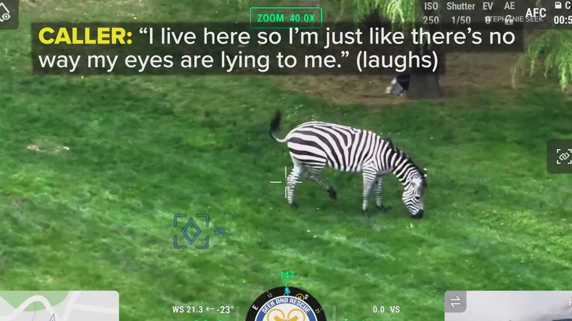 Released 911 calls reveal confusion after 4 zebras escaped in North ...