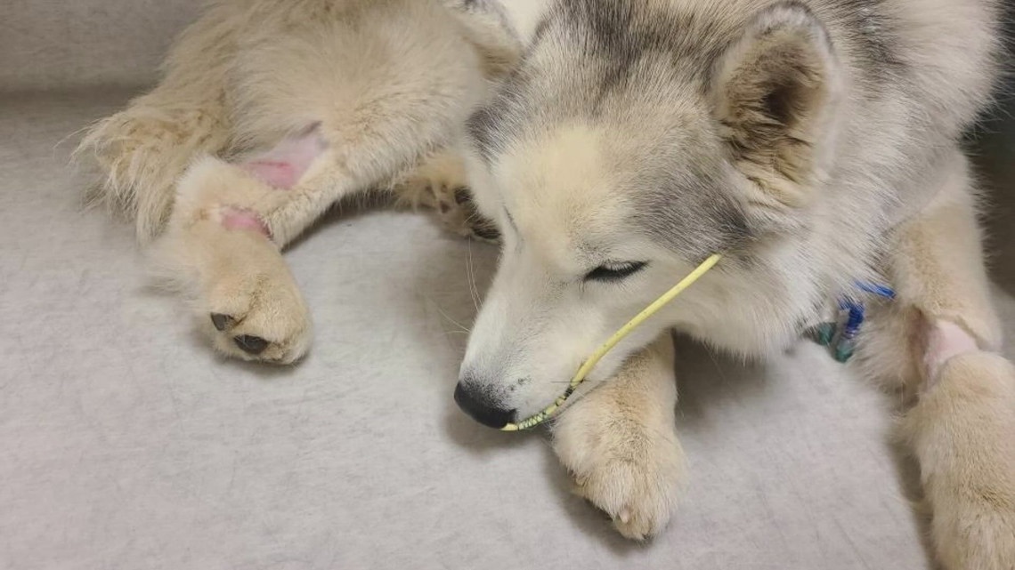Dog recovering from internal injuries after mountain goat encounter near Cle Elum