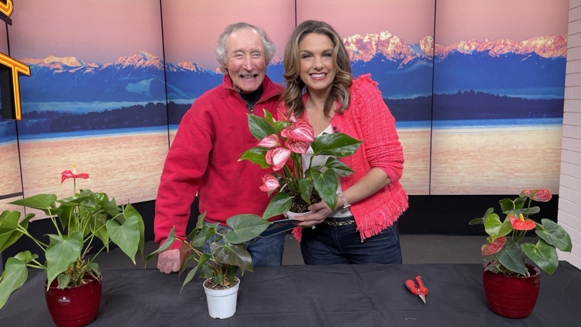 Gardener Ciscoe Morris says the anthurium, or flamingo plant, needs bright indirect light and an occasional misting. #newdaynw