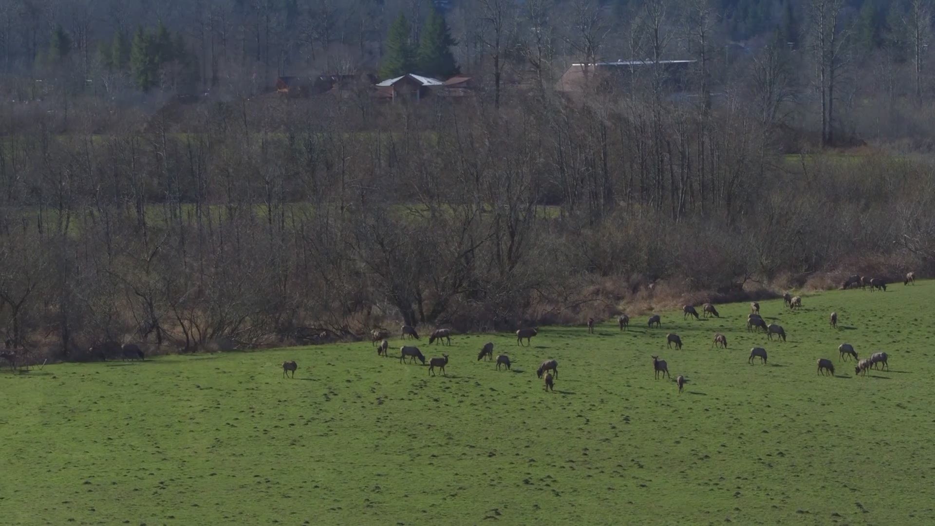 "Dexter" the KING 5 drone discovered a herd of elk near Mount Si on a sunny Tuesday in Western Washington. Footage taken March 6, 2018.