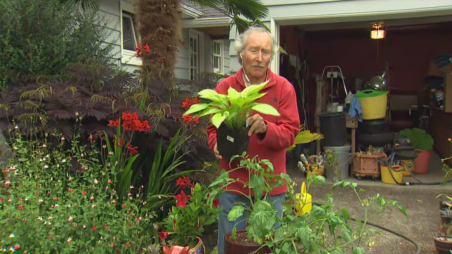 Gardening expert Ciscoe Morris shares tips to help your garden thrive if it was impacted by the Pacific Northwest's heat wave.