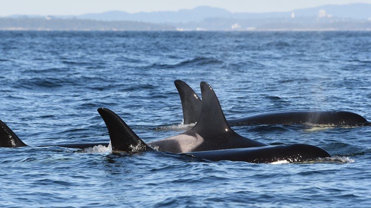 Grandmother orca among two missing Southern Resident killer whales