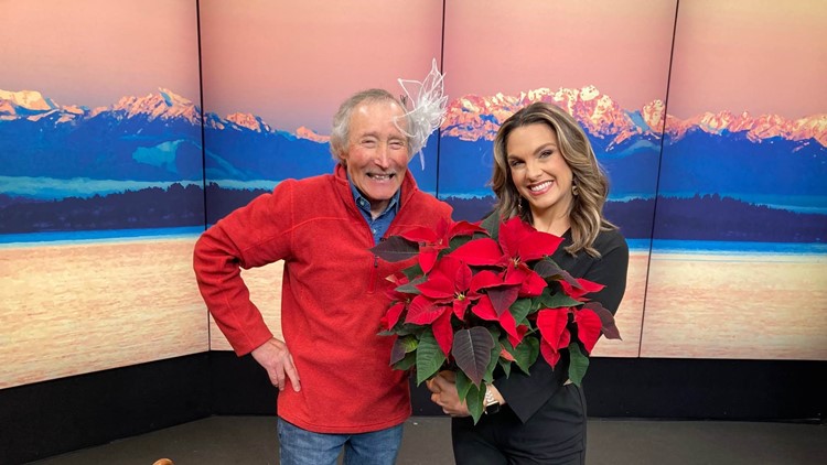 Tips to keep that poinsettia alive - New Day NW