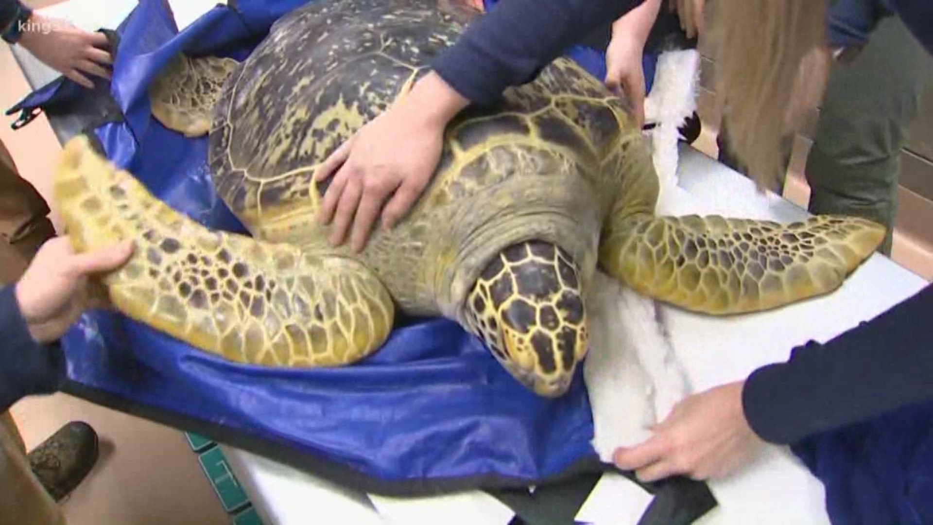 A 23-year-old, 160-pound sea turtle named Bruno is the newest addition to Tacoma’s Point Defiance Zoo and Aquarium.