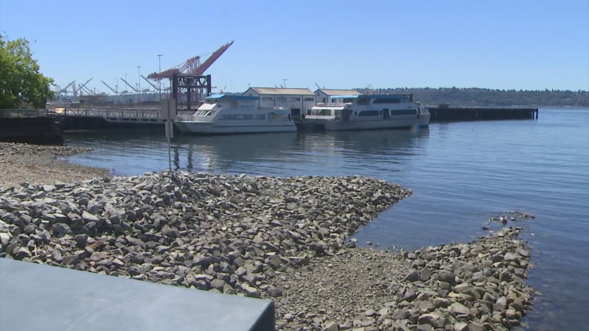 Pioneer Square Habitat Beach aims to improve the ecosystem for fish and other species on the waterfront.