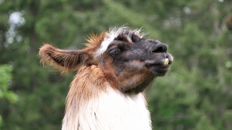 Meet the super-friendly llamas of Vashon Llamas