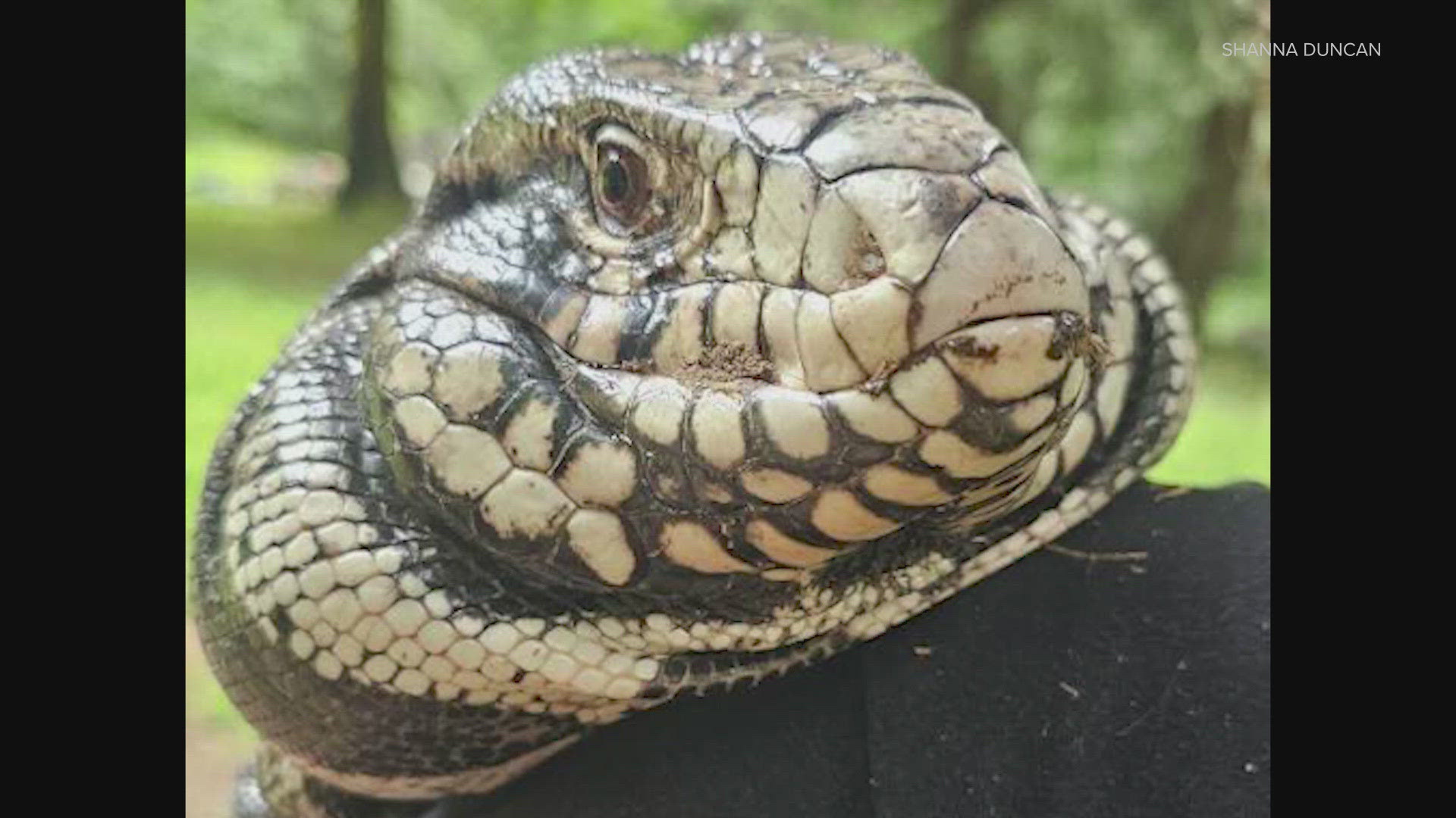 A 4 foot long pet lizard named "Tazz" wandered from his home and caused a mild panic when he was misidentified as an alligator on the loose in Granite Falls.