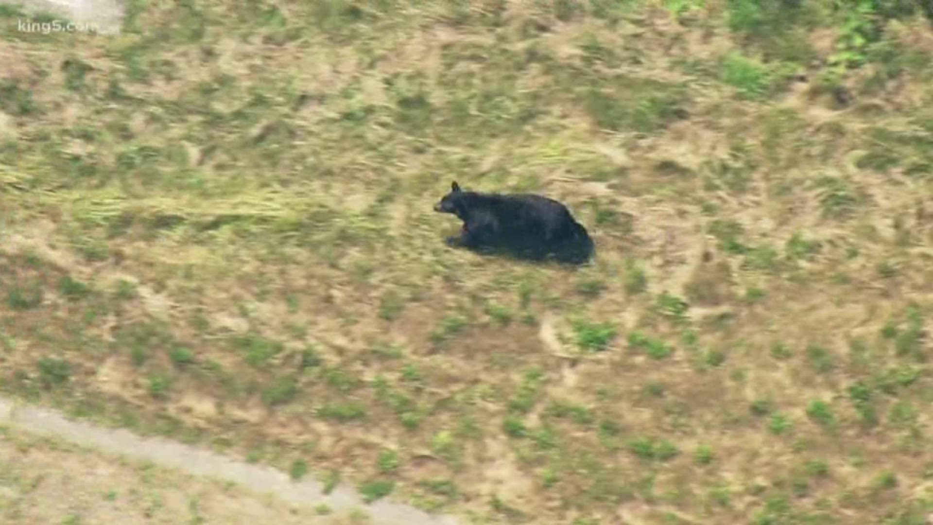 A black bear was spotted running through neighborhoods, yards, and near busy roads in Factoria Monday afternoon. KING 5's Sebastian Robertson reports.