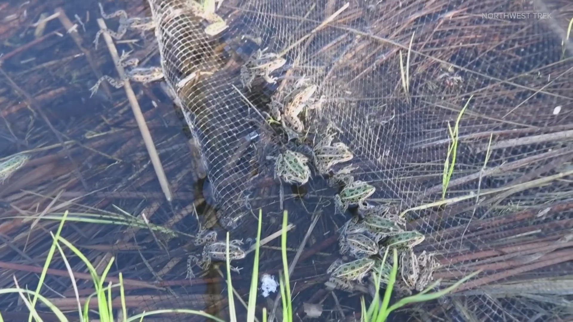 Several endangered northern leopard frogs were released at the Columbia National Wildlife Refuge. The frogs have been endangered in Washington since 1999.