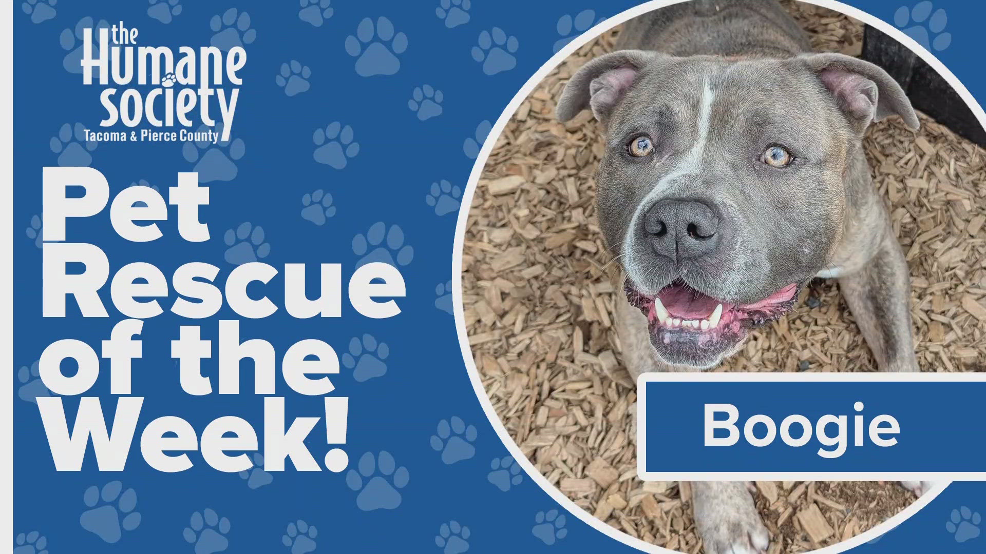 This week's featured adoptable pet is Boogie!